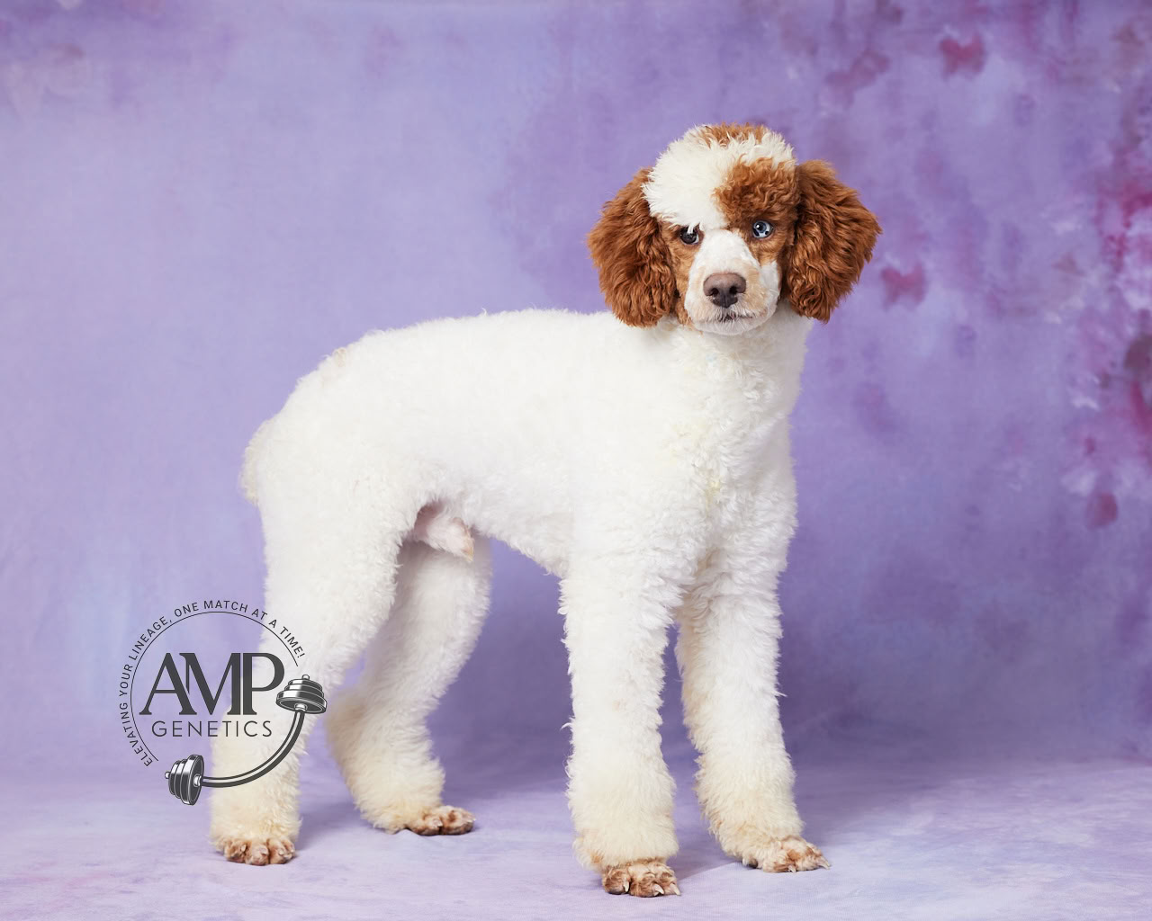 AMP Genetics Arlo