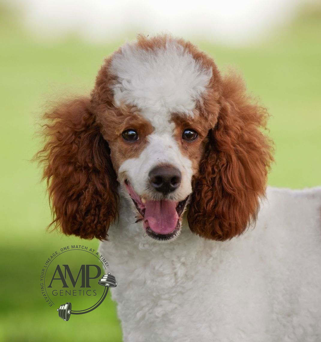 Close up portrait of Firestone Male Poodle
