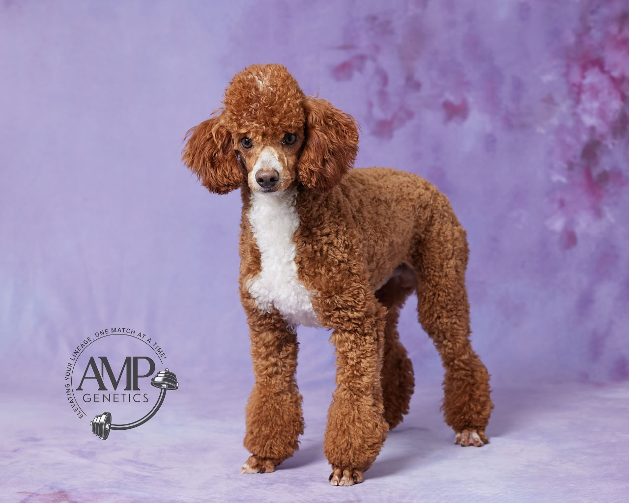 Miles Male Poodle