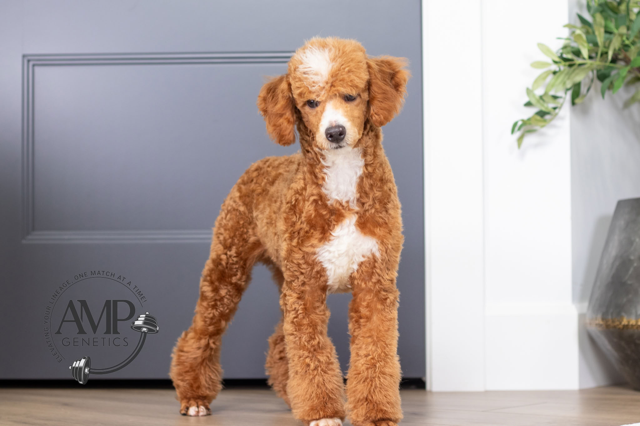 Willie Male Poodle