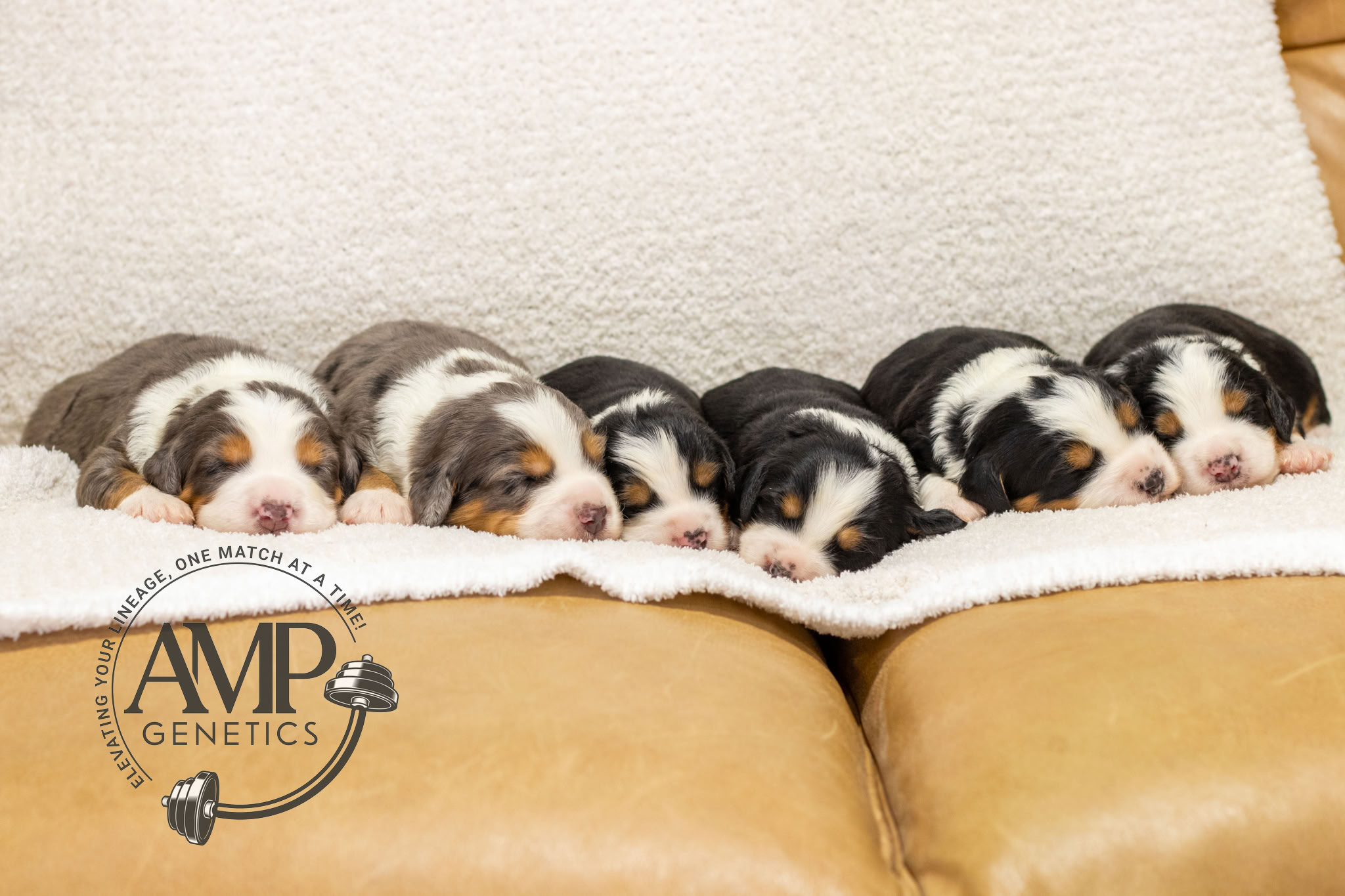 Willow & Arlo Litter